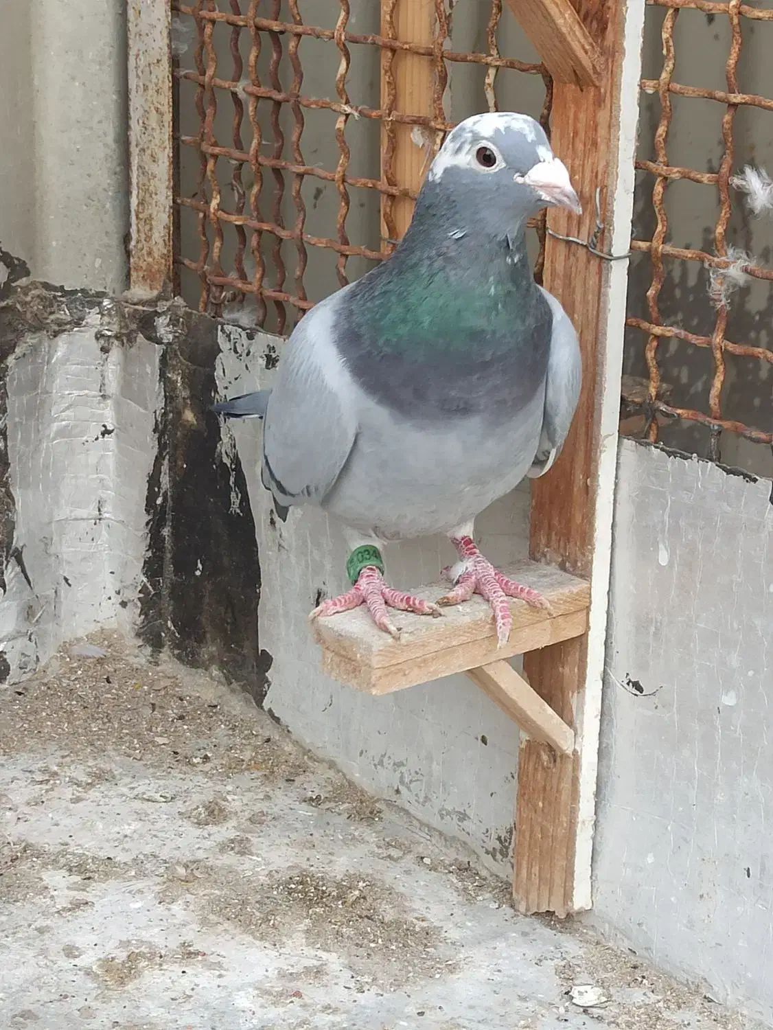 کفتر جفتگاه آلمانی|حیوانات|مشهد, کارمندان دوم|دیوار