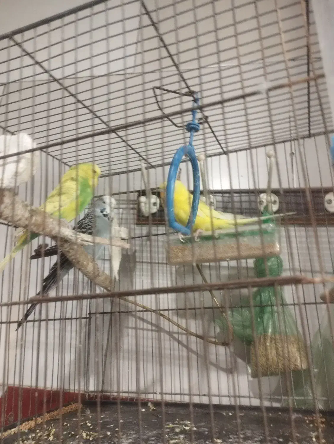 مرغ عشق|پرنده|قزوین, |دیوار