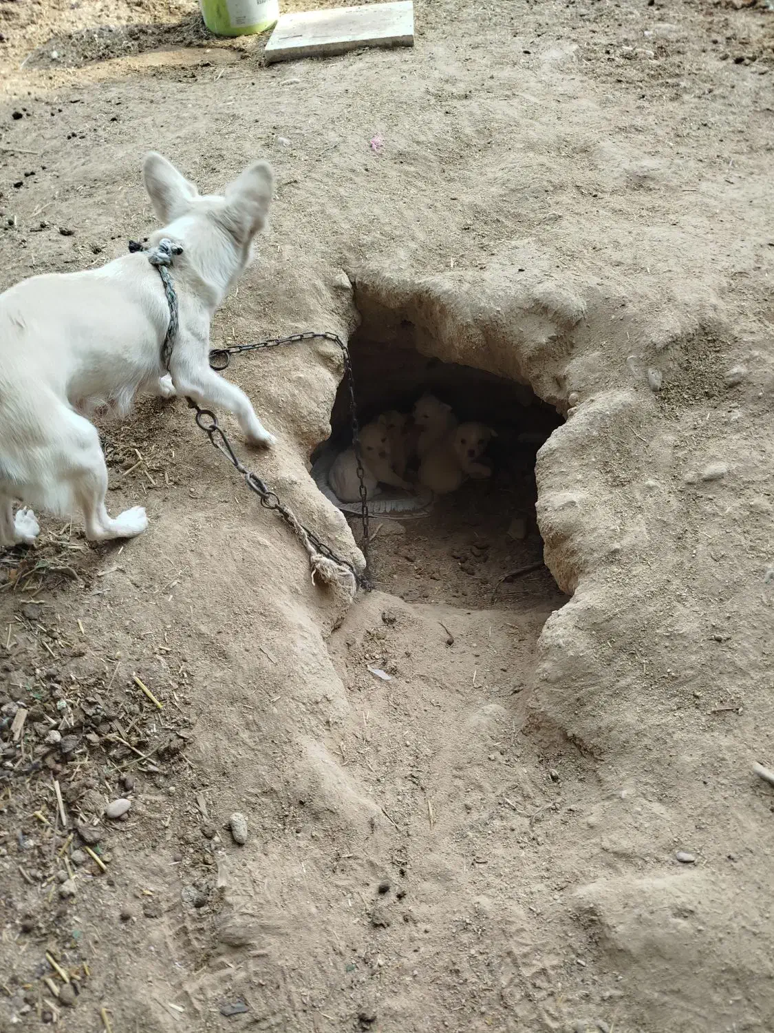 واگذار چهار عدد سگ روباهی واگذاری|سگ|بندر گناوه, |دیوار