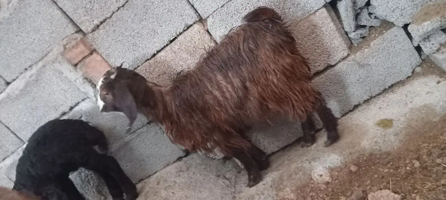 بز‌غاله|حیوانات مزرعه|خسروشاه, |دیوار