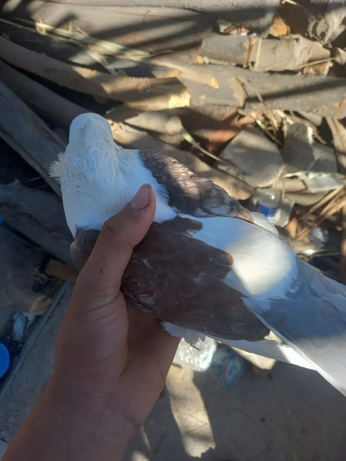 کبوتر|پرنده|قیروکارزین, |دیوار