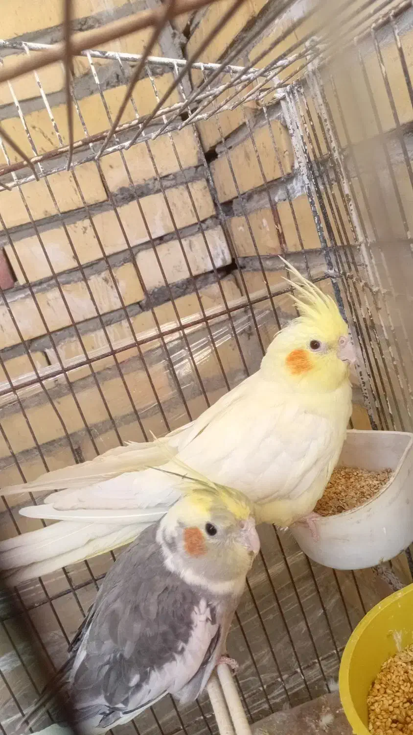 عروس هلندی|پرنده|سیرجان, |دیوار