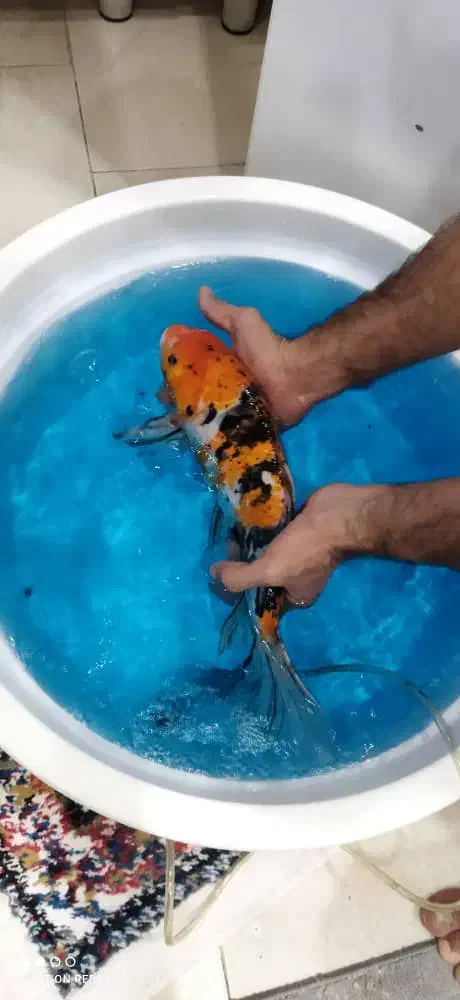 ماهی سانکه زاپنی|ماهی|رباطکریم, مسکن مهر آبشناسان|دیوار