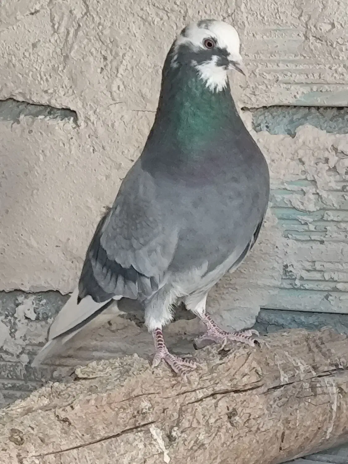 کبوتر|پرنده|صوفیان, |دیوار