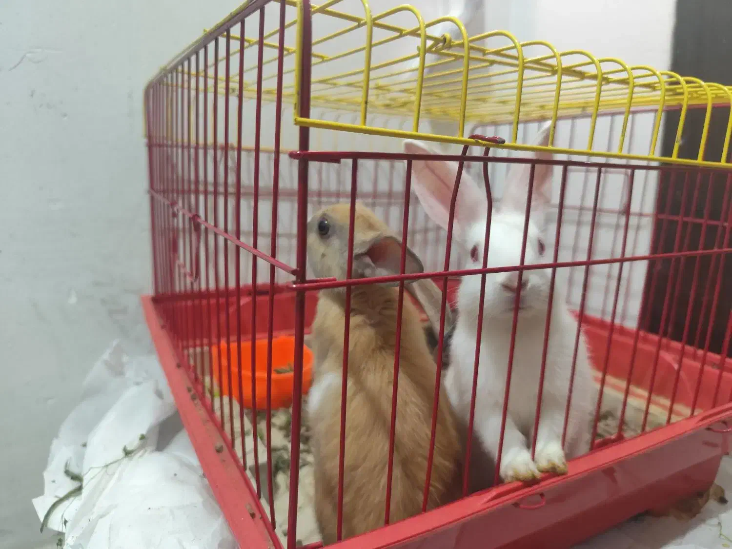 خرگوش مینیاتوری|موش و خرگوش|کرمانشاه, |دیوار