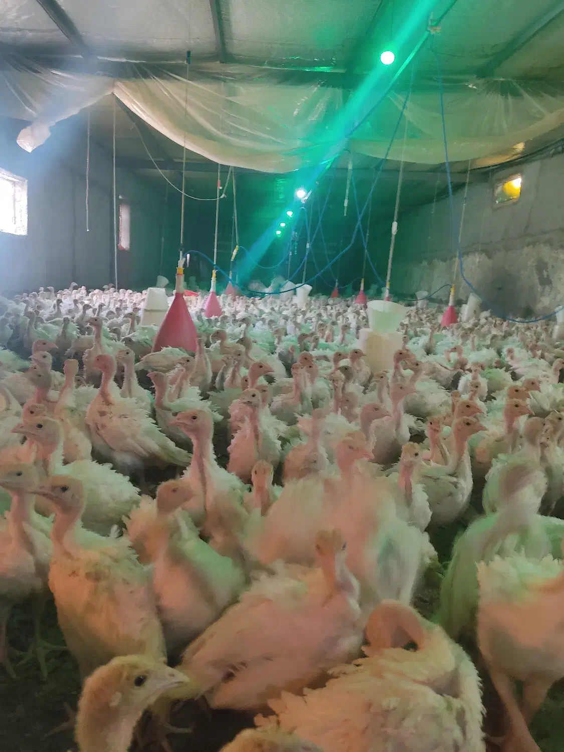 بوقلمون|حیوانات مزرعه|بیرجند, |دیوار