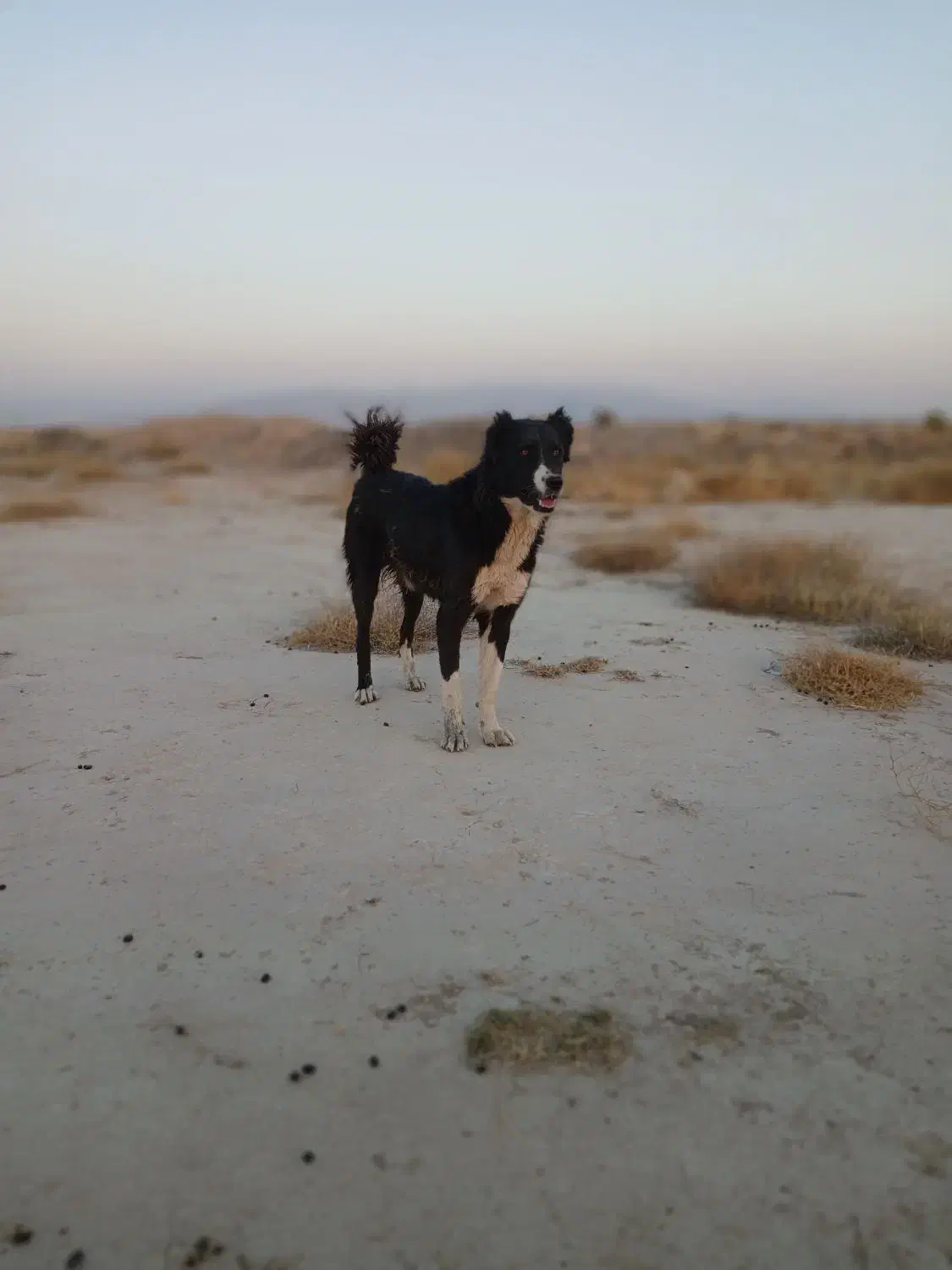 واگذاری سگ|سگ|مرودشت, رودبال|دیوار