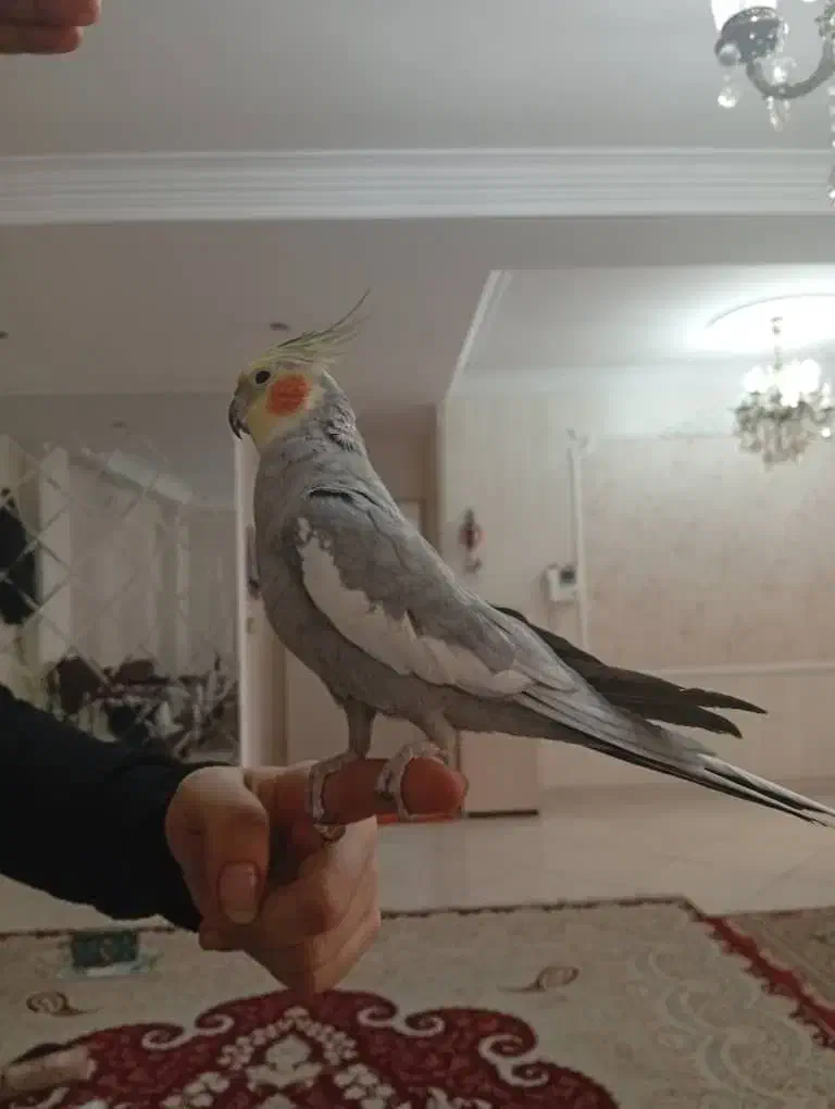 عروس هلندی نر|پرنده|تهران, هفده شهریور|دیوار