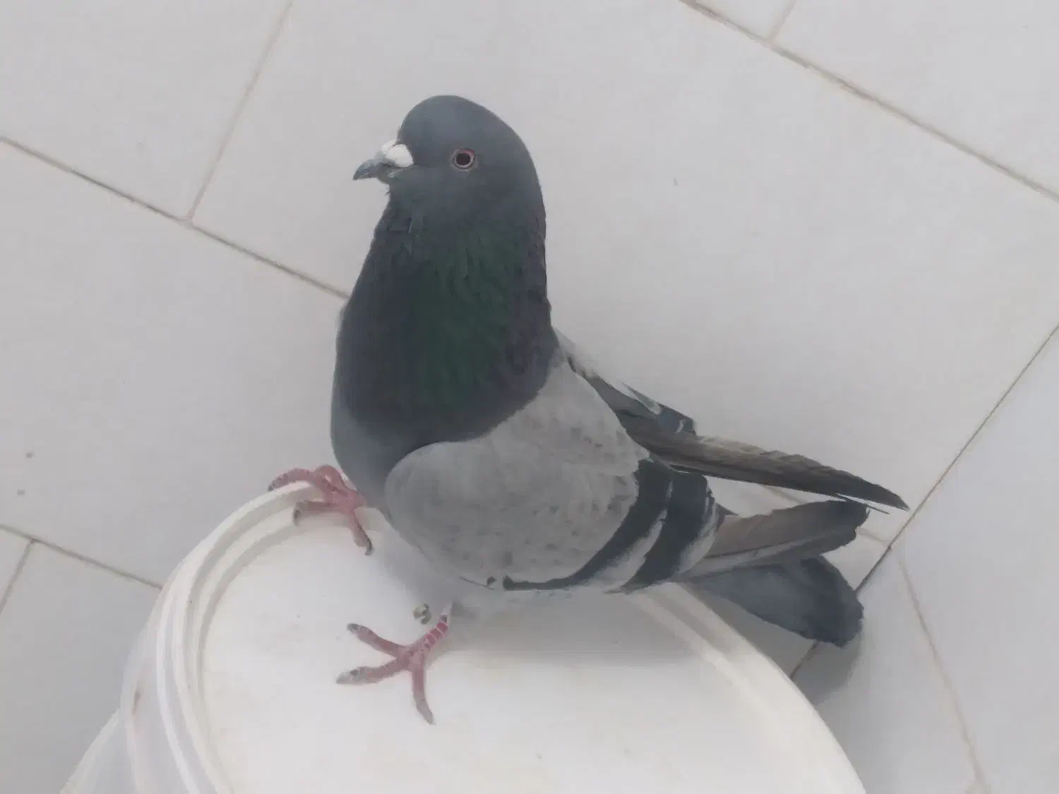 ۵تا|پرنده|اراک, |دیوار