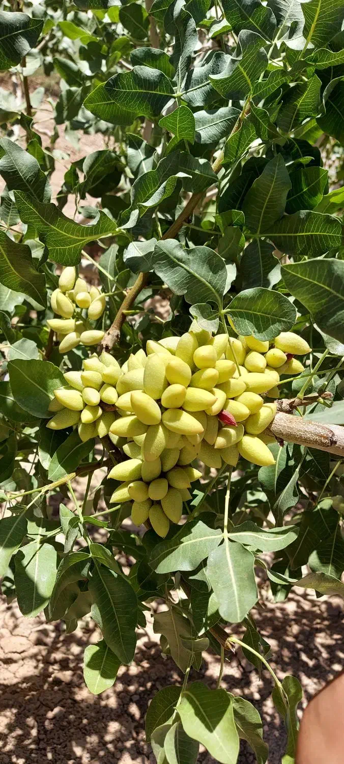 باغ پسته اکبری با امکانات کامل|فروش دفتر صنعتی، کشاورزی، تجاری|یزد, |دیوار