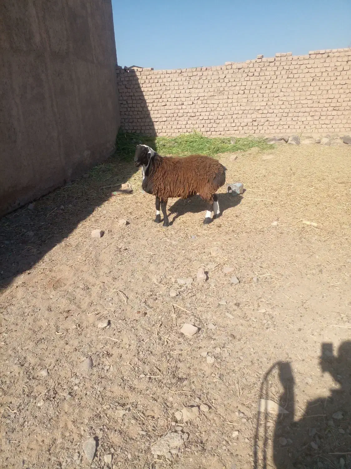 چهار راس بره نر چاق چاق|حیوانات مزرعه|گزیک, |دیوار