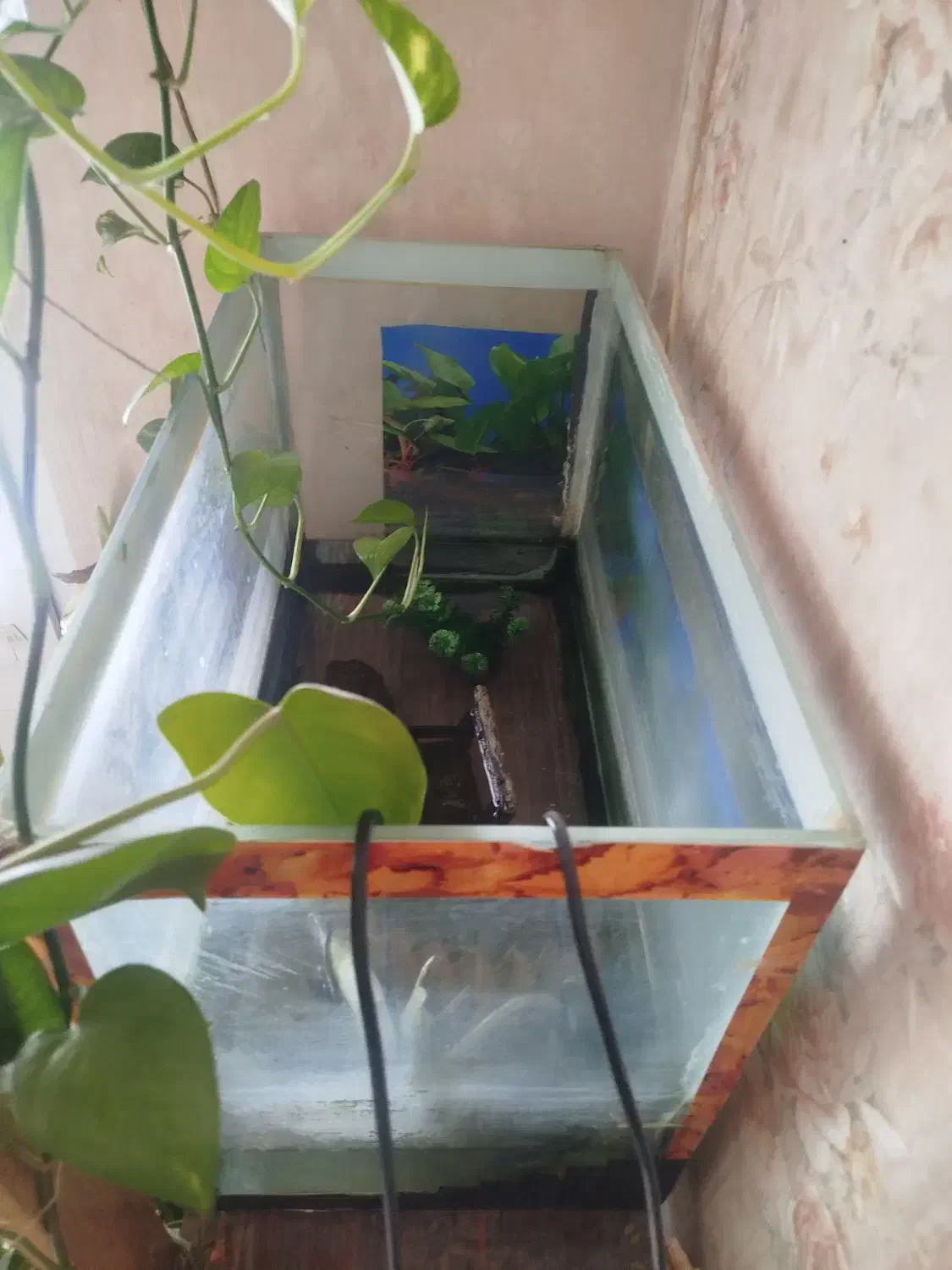 اکواریوم|ماهی|گلبهار, شهر جدید گلبهار|دیوار