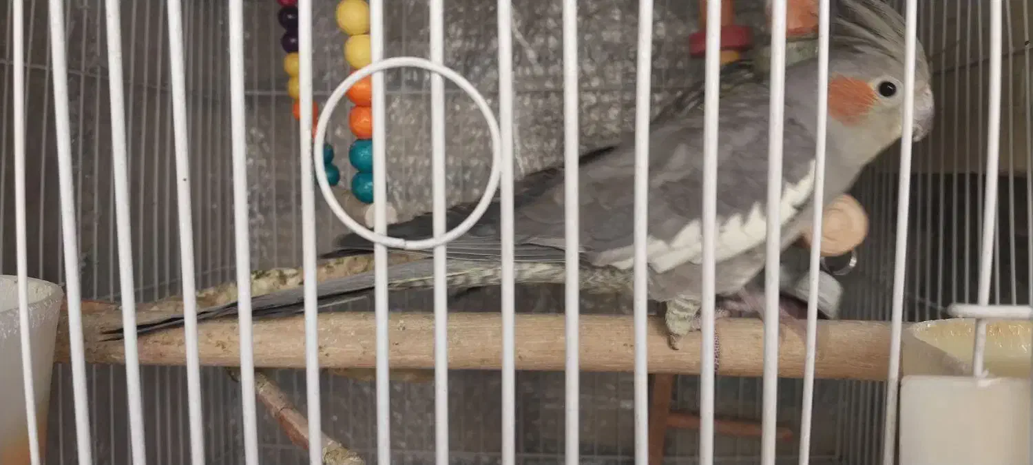 عروس هلندی|پرنده|فردیس, نگارستان|دیوار