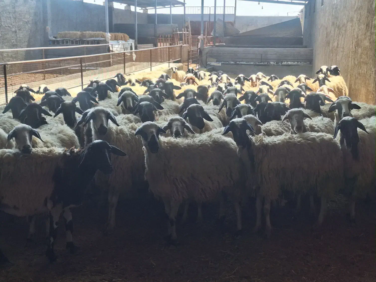 فروش گله میش داشتی درجه یک|حیوانات مزرعه|برخوار, |دیوار