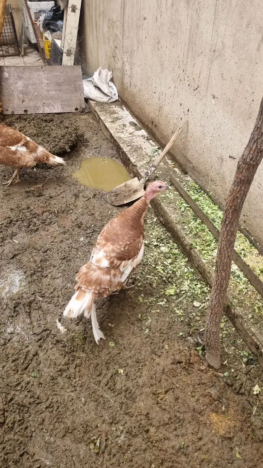 بوقلمون|حیوانات مزرعه|کرج, عظیمیه|دیوار