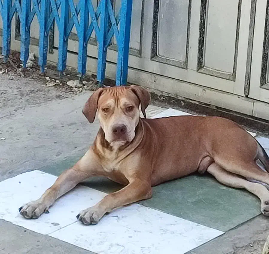 سگ پبتبول نژاد دار . ۸ ماهه|سگ|چابهار, |دیوار