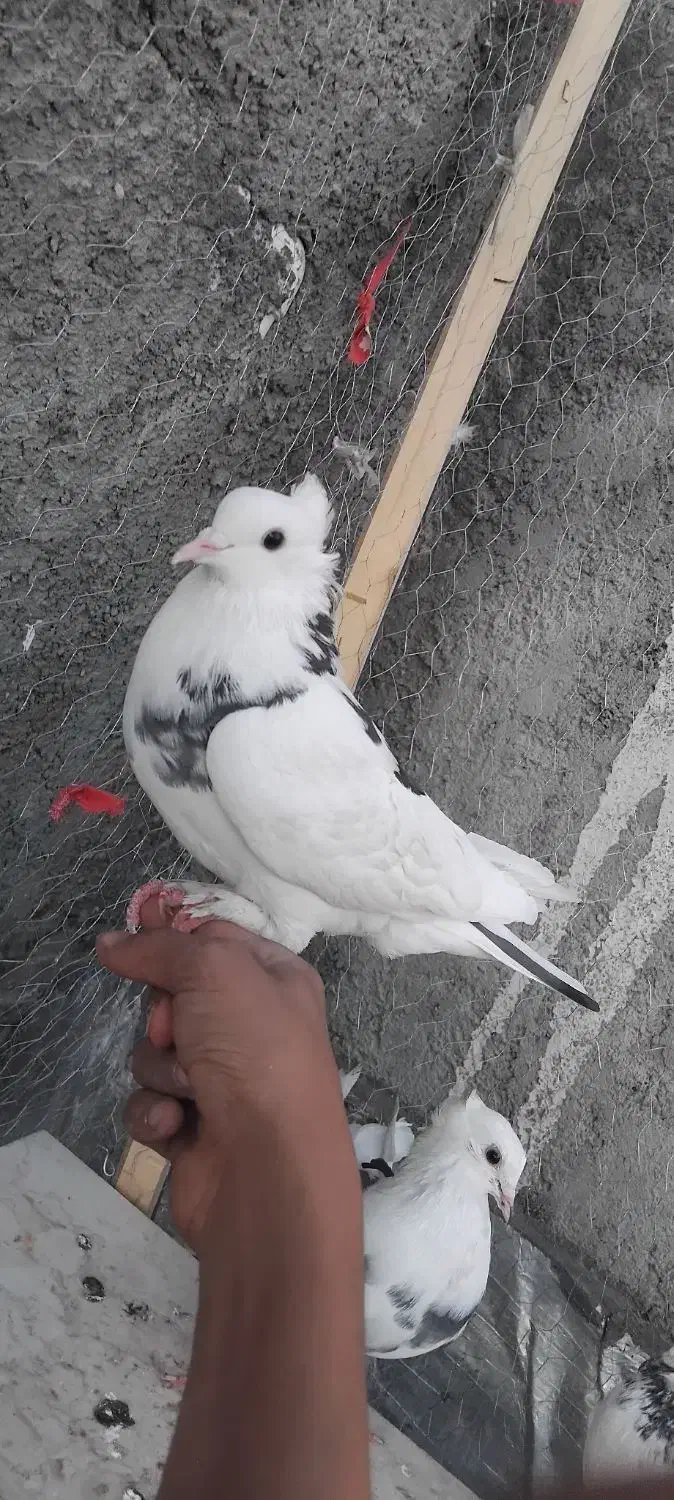 ۵ تاکفتر پرشی|پرنده|قرچک, میرزائی شمالی|دیوار