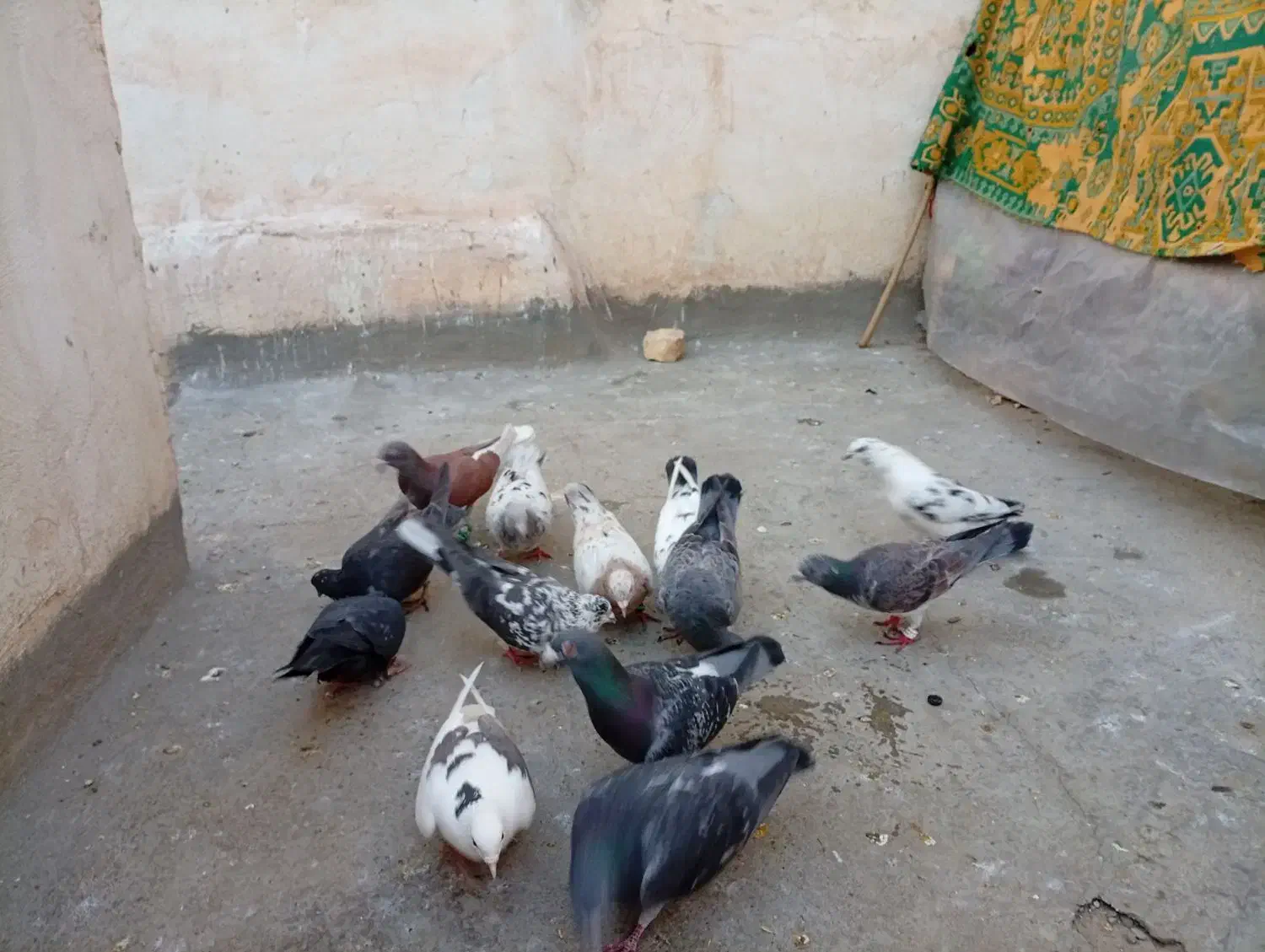 13تاکفتر|پرنده|کاشمر, |دیوار