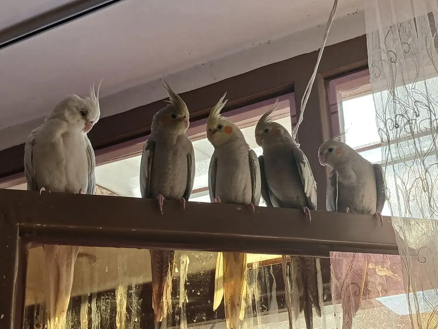 فروش عروس هلندی|پرنده|شیراز, کوشک میدان|دیوار