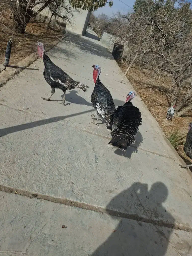 بوقلمون|حیوانات مزرعه|نیریز, |دیوار