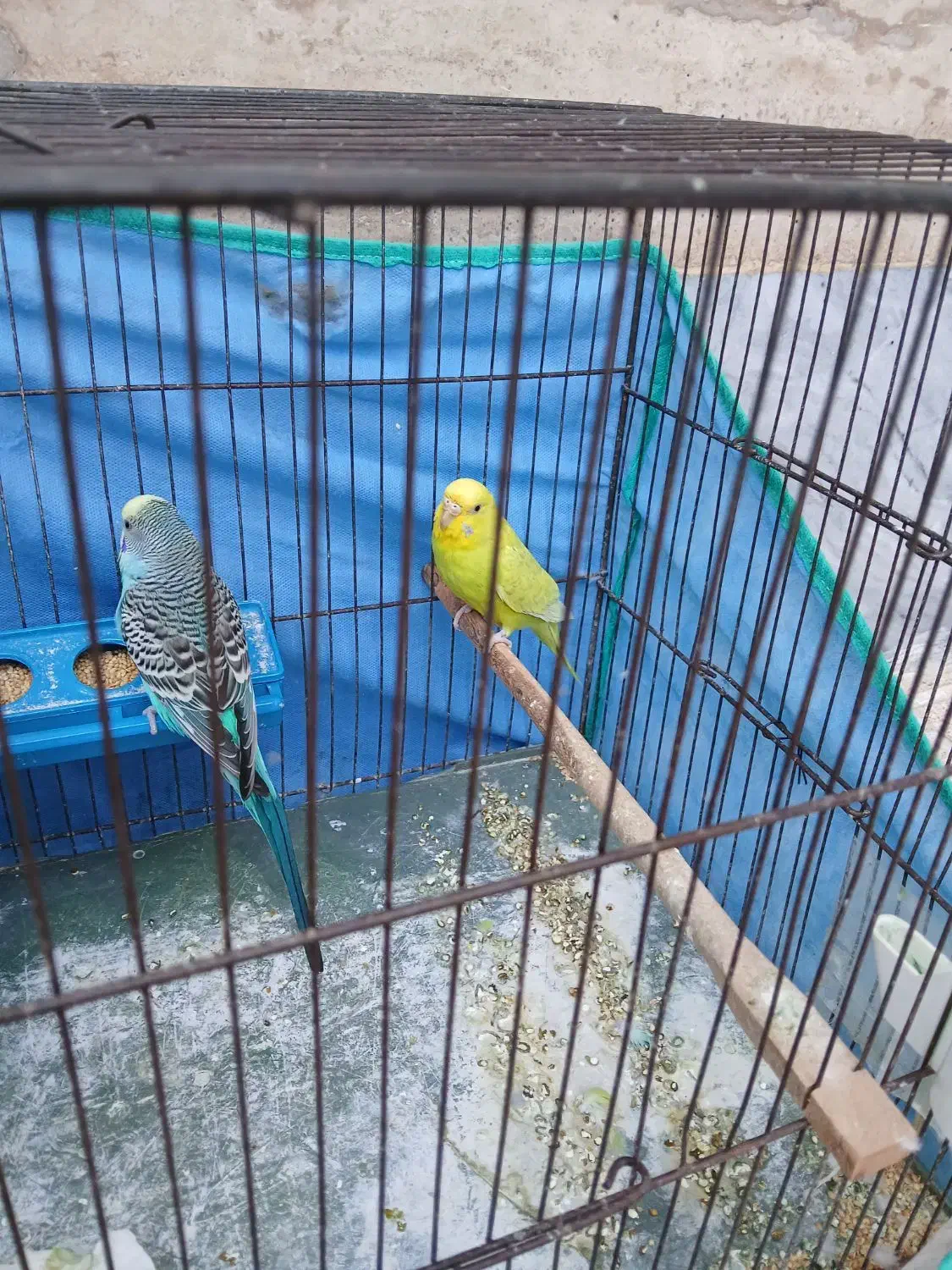 مرغ عشق|پرنده|اردبیل, |دیوار