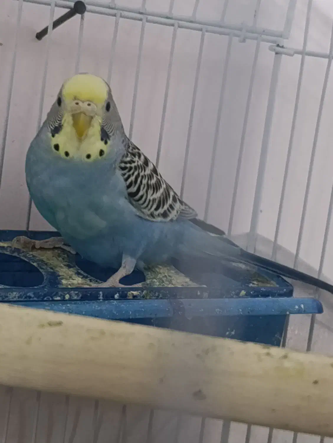 مرغ عشق|پرنده|صدرا-فارس, فاز ۱|دیوار