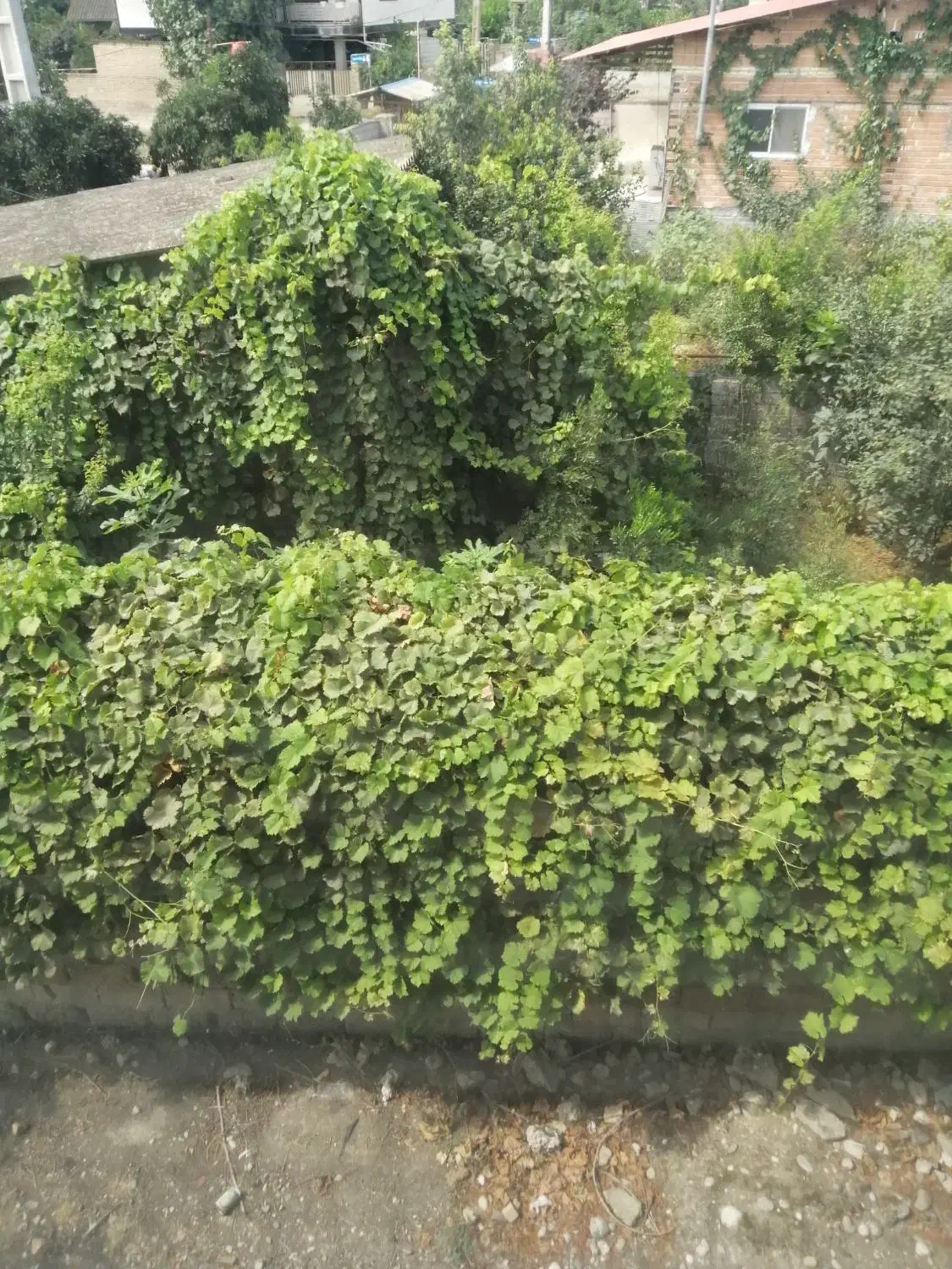 زمین خانه سرا|فروش زمین و ملک کلنگی|طبقده, |دیوار