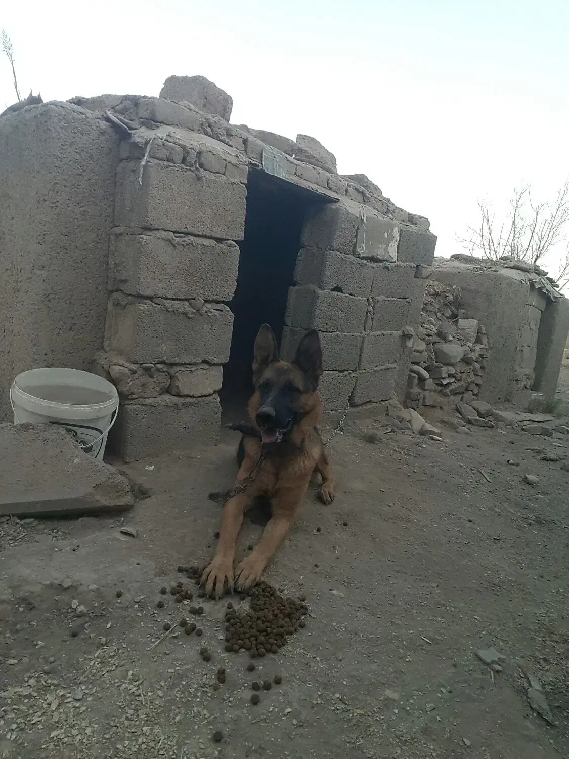 فروش فوری ژرمن شپهرد آماده جفت گیری ماده|سگ|چهارباغ, |دیوار