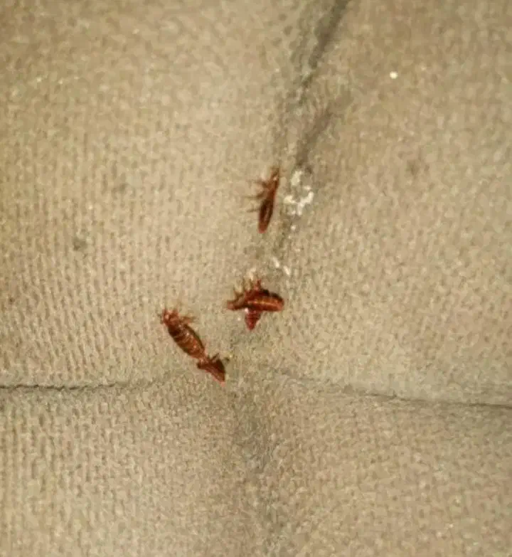 سمپاشی تضمینی ساس سوسک کنه۱۰۰٪(رسالت پنچتن گلشهر )|خدمات نظافت|مشهد, طلاب|دیوار