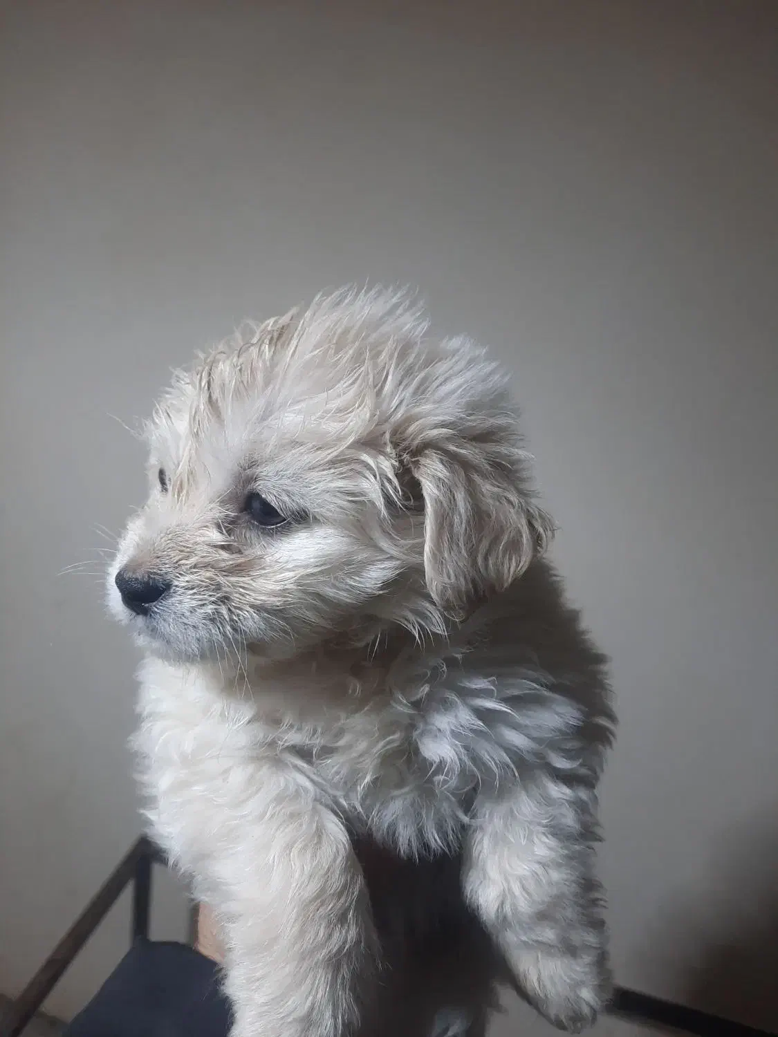 سگ شیتزو دو ماهه ماده|سگ|نوشهر, |دیوار