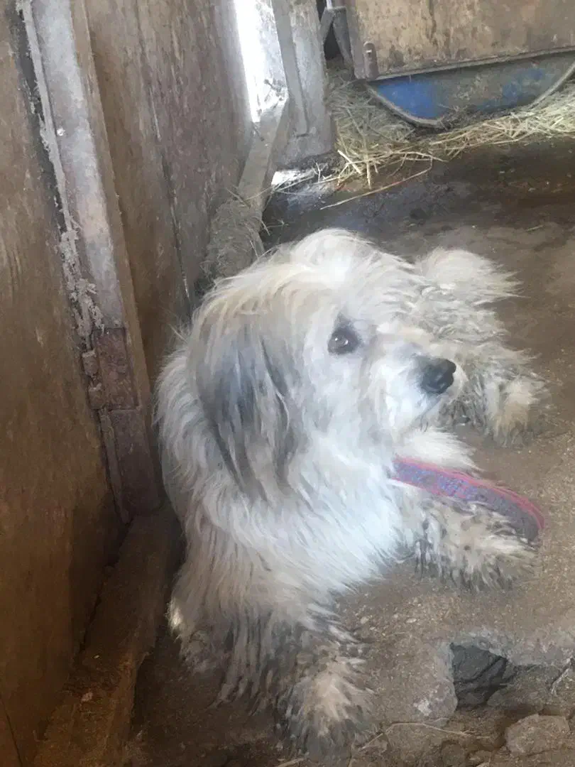 سگ تریر نر|سگ|بندر انزلی, گیلار|دیوار