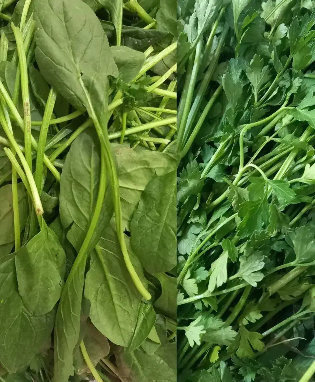 سبزی خردکنی، آبغوره گیری، آبلیموگیری|فروشگاه و مغازه|بابلسر, |دیوار