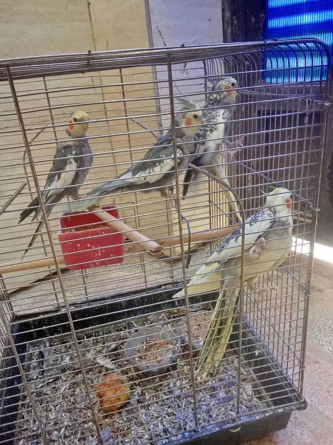 فروش ۲جفت عروس هلندی|پرنده|یاسوج, |دیوار