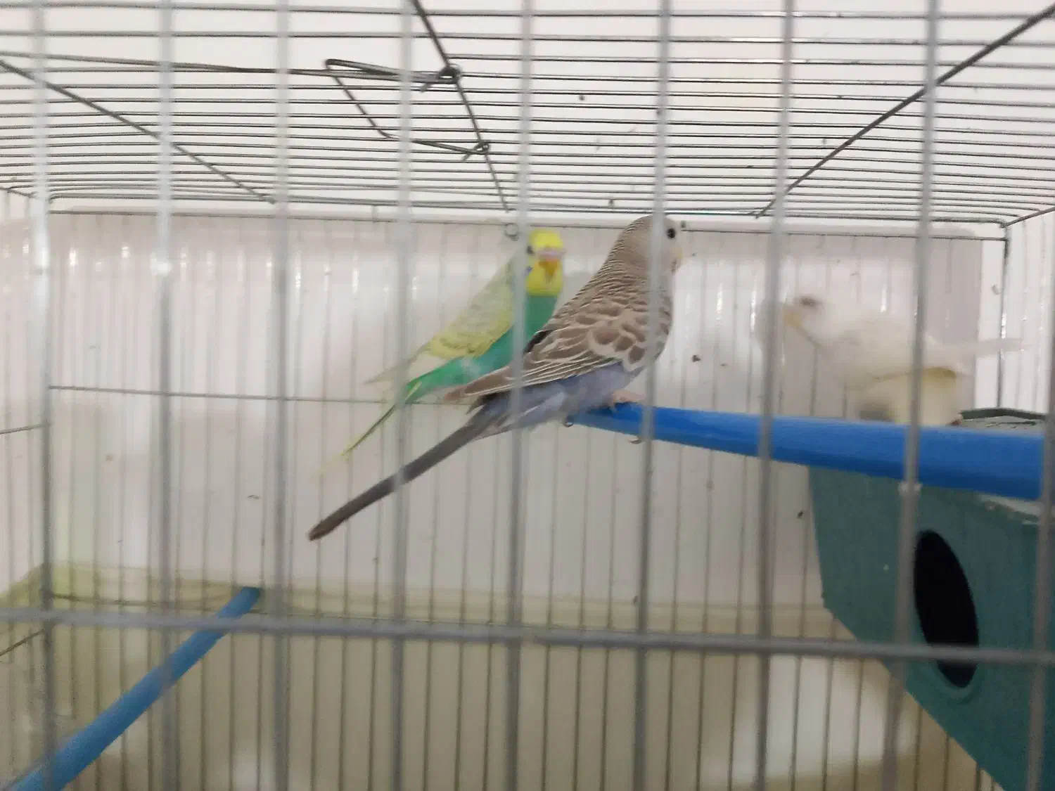 یک جفت مرغ عشق|پرنده|ایرانشهر, |دیوار