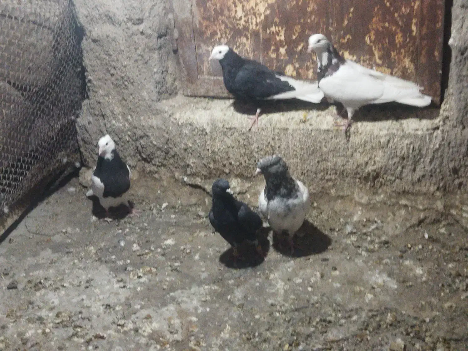 فروش چندعدد رنگی|پرنده|بم, |دیوار