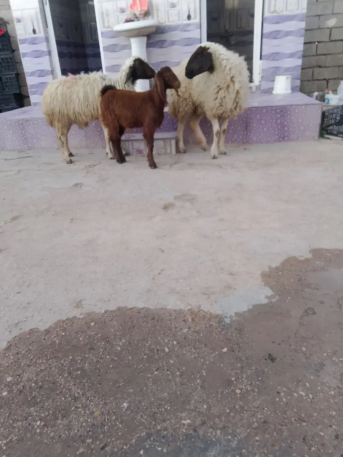 گوسفند بره|حیوانات مزرعه|اهواز, سیاحی(سه راه خرمشهر)|دیوار