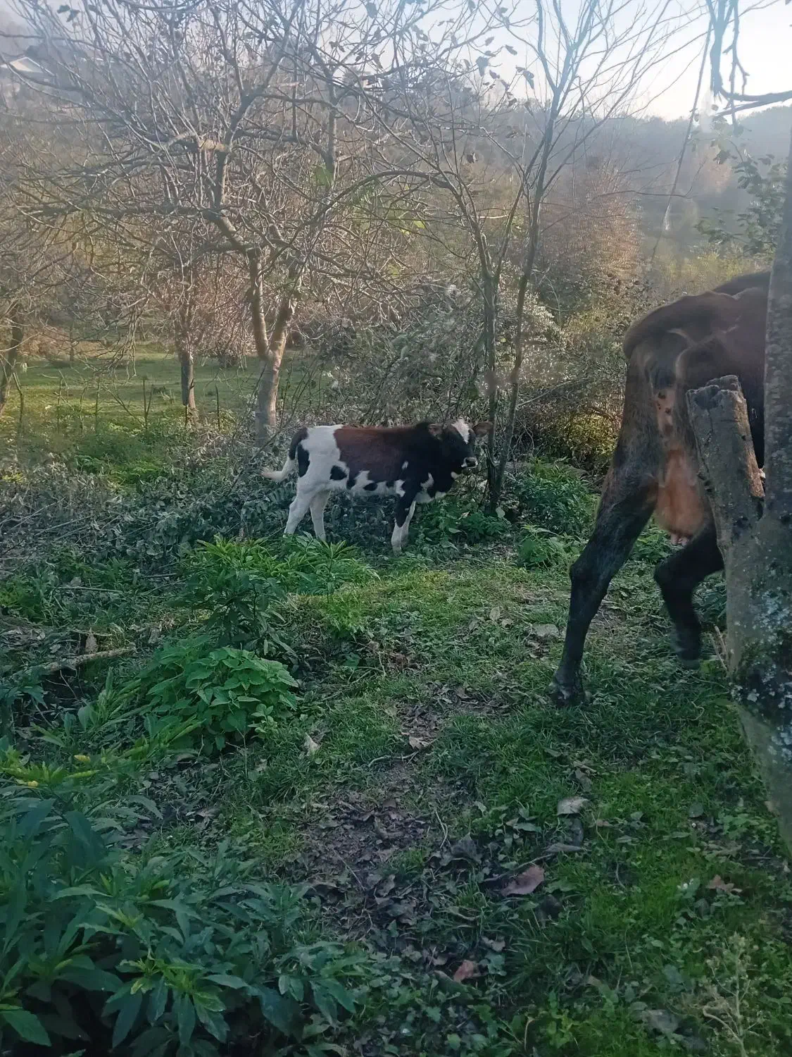 گاو چالوسی ب همراه گوساله|حیوانات مزرعه|سیاهکل, |دیوار