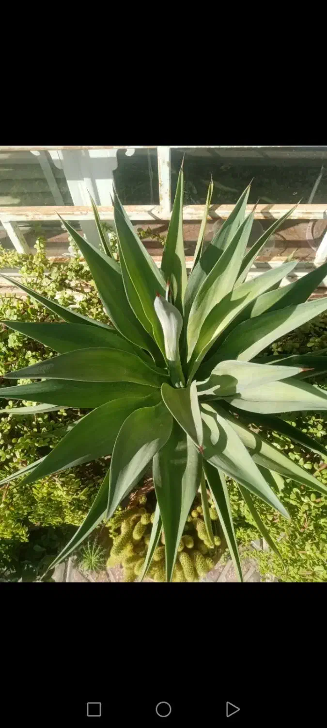 تعدادی گل باقیمت مناسب بفروش میرسد|گل و گیاه طبیعی|داراب, |دیوار