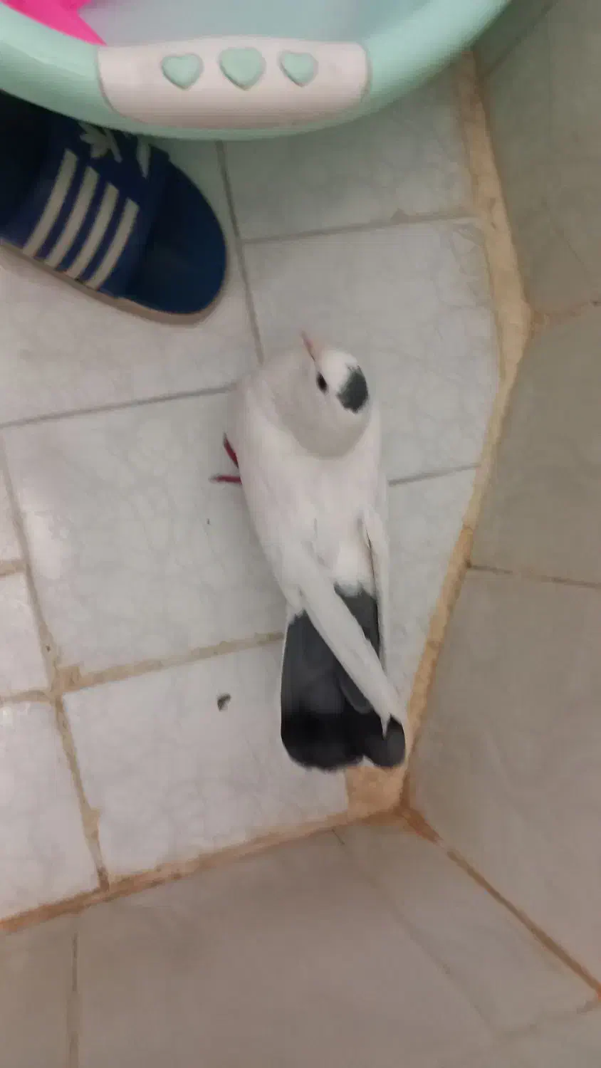 کبوتر|پرنده|مشهد, مشکینی (شهرک غرب)|دیوار