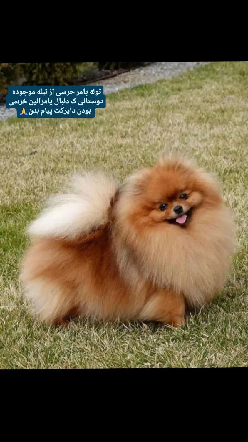 سگ پامر پامرانین دوسر خرسی بو فیس|سگ|رشت, جماران|دیوار