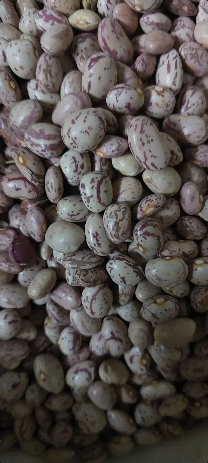 لوبیا چیتی بروجرد تازه|خوردنی و آشامیدنی|تهران, مسعودیه|دیوار