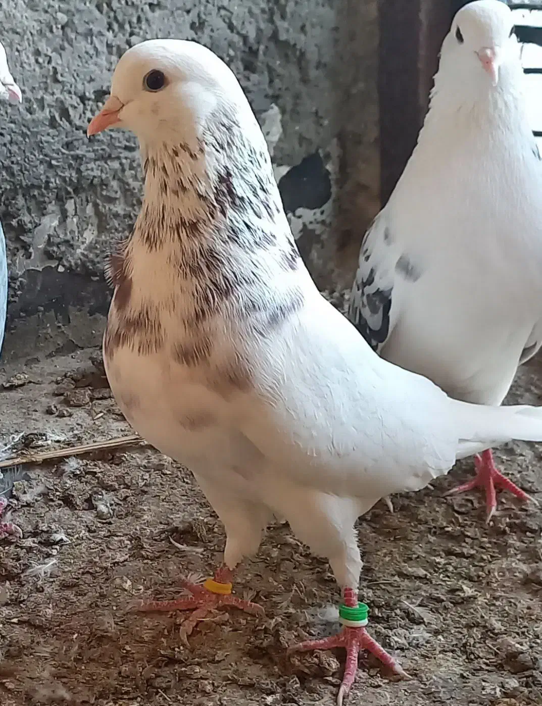 کبوتر پرشی|پرنده|آزادشهر, |دیوار