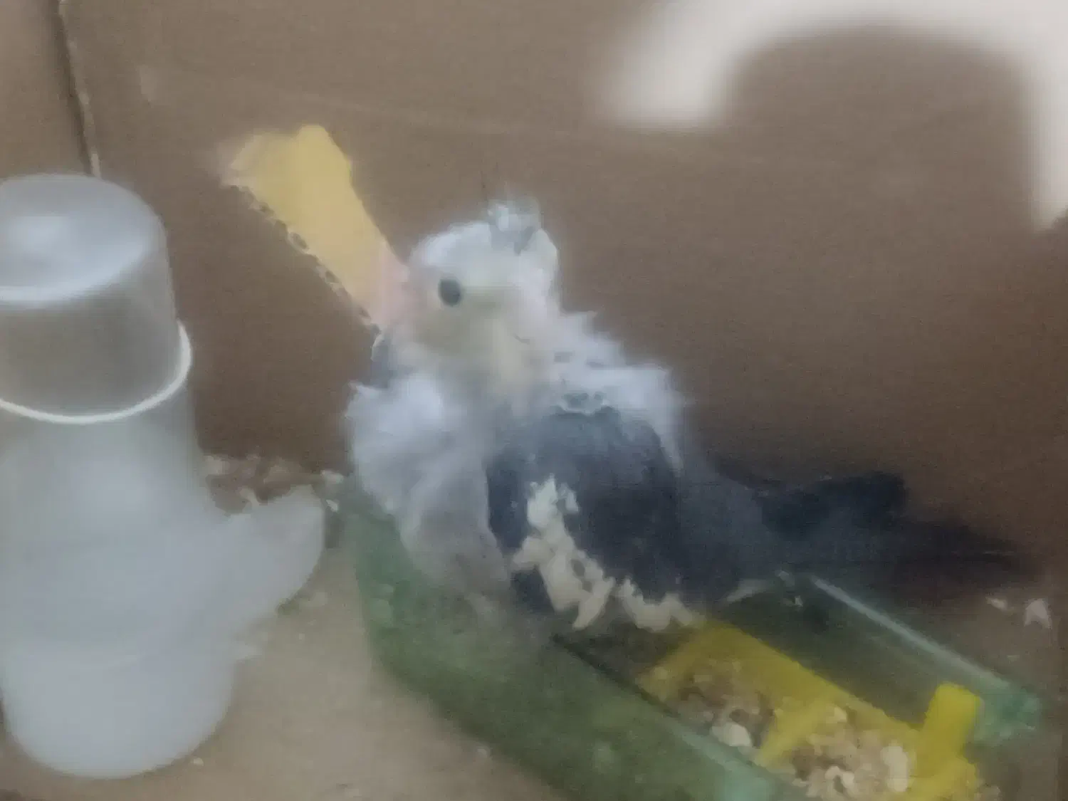 عروس هلندی جوجه|پرنده|نورآباد, |دیوار