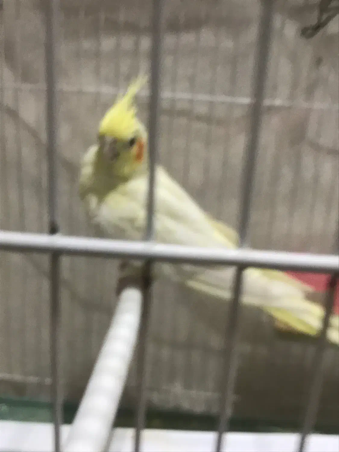 عروس هلندی|پرنده|نهبندان, |دیوار