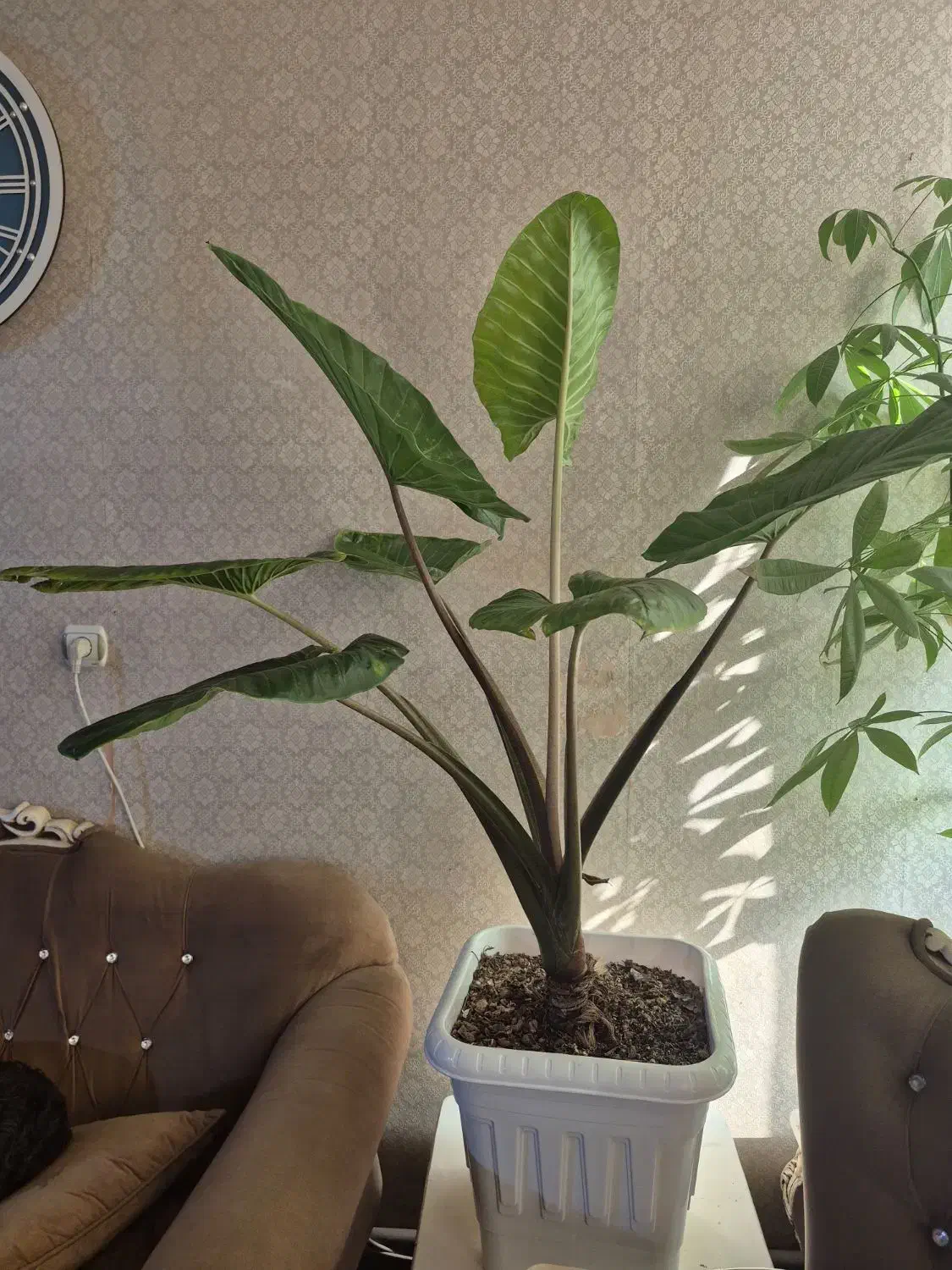 گیاه بابا آدم|گل و گیاه طبیعی|تهران, والفجر (افسریه)|دیوار