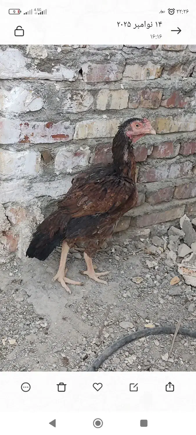 مرغ لاری اصیل نژاد دار|حیوانات مزرعه|سراوان, |دیوار