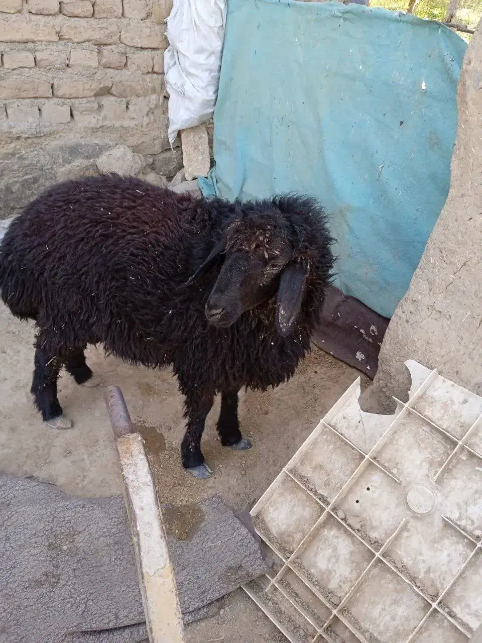 بره نر|حیوانات مزرعه|تربت جام, رضاآباد|دیوار
