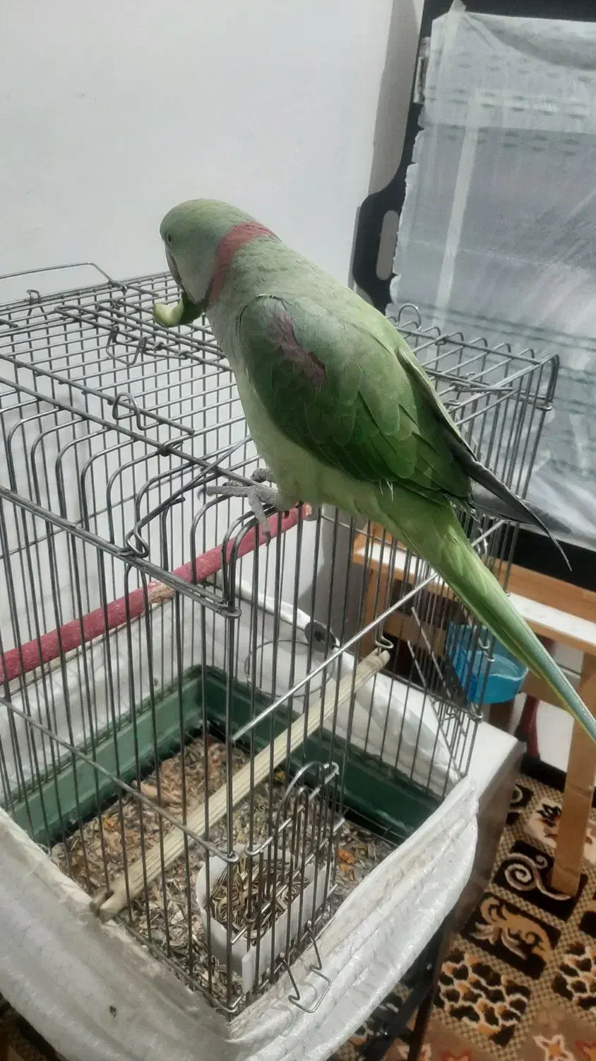 شاه طوطی فوق العاده سخنگو وباهوش ورام ودستی|پرنده|شهریار, شهرک وائین|دیوار