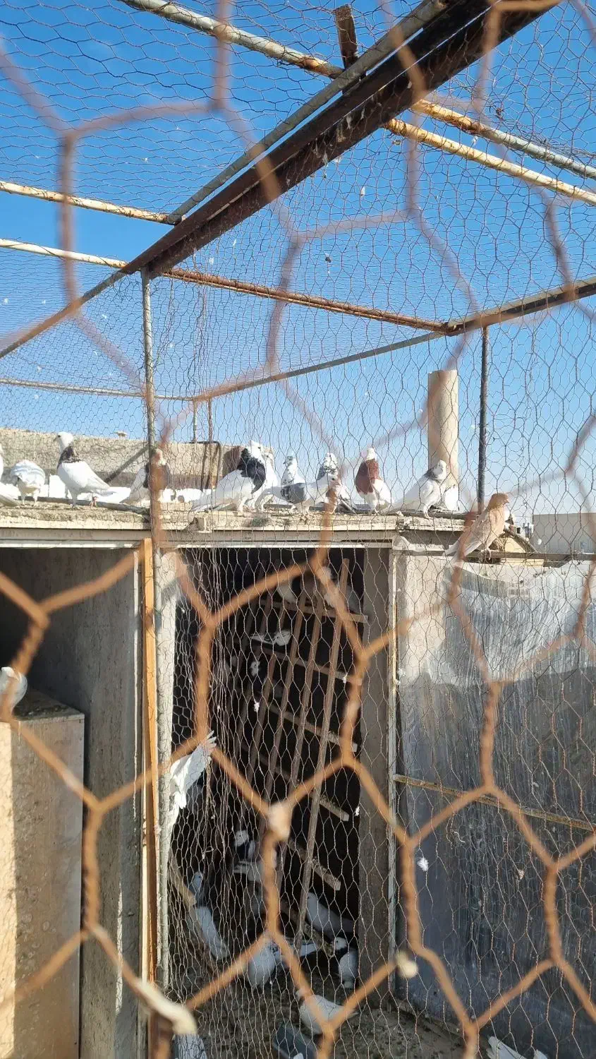 کبوتر طوقی نر وماده|پرنده|مروست, |دیوار