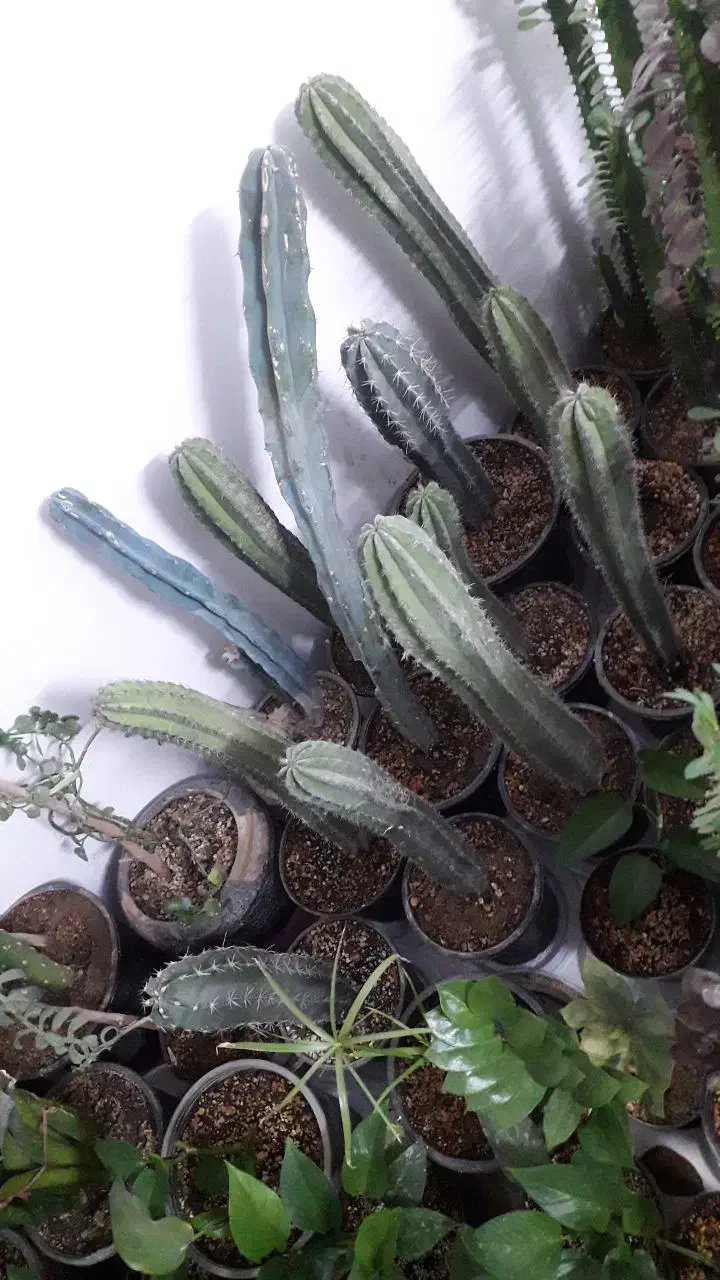 گل طبیعی|گل و گیاه طبیعی|قوچان, |دیوار